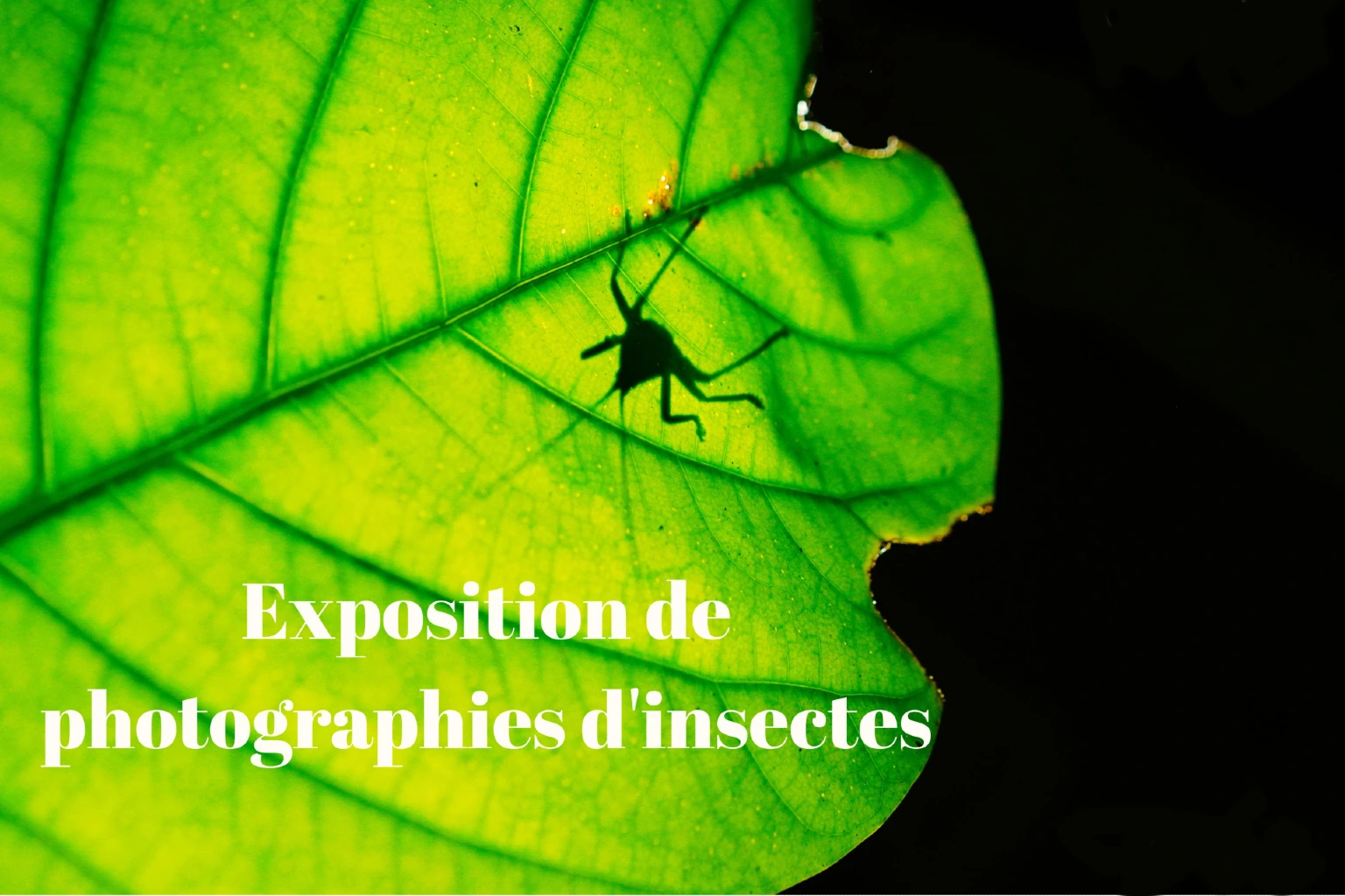 Exposition de photographies d'insectes 2025 à Kunming