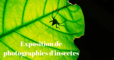 昆明法语联盟昆虫摄影展海报：透光的绿色叶片特写，叶背上一只昆虫的清晰影子可见，前景以白色文字写着“昆虫摄影展”。